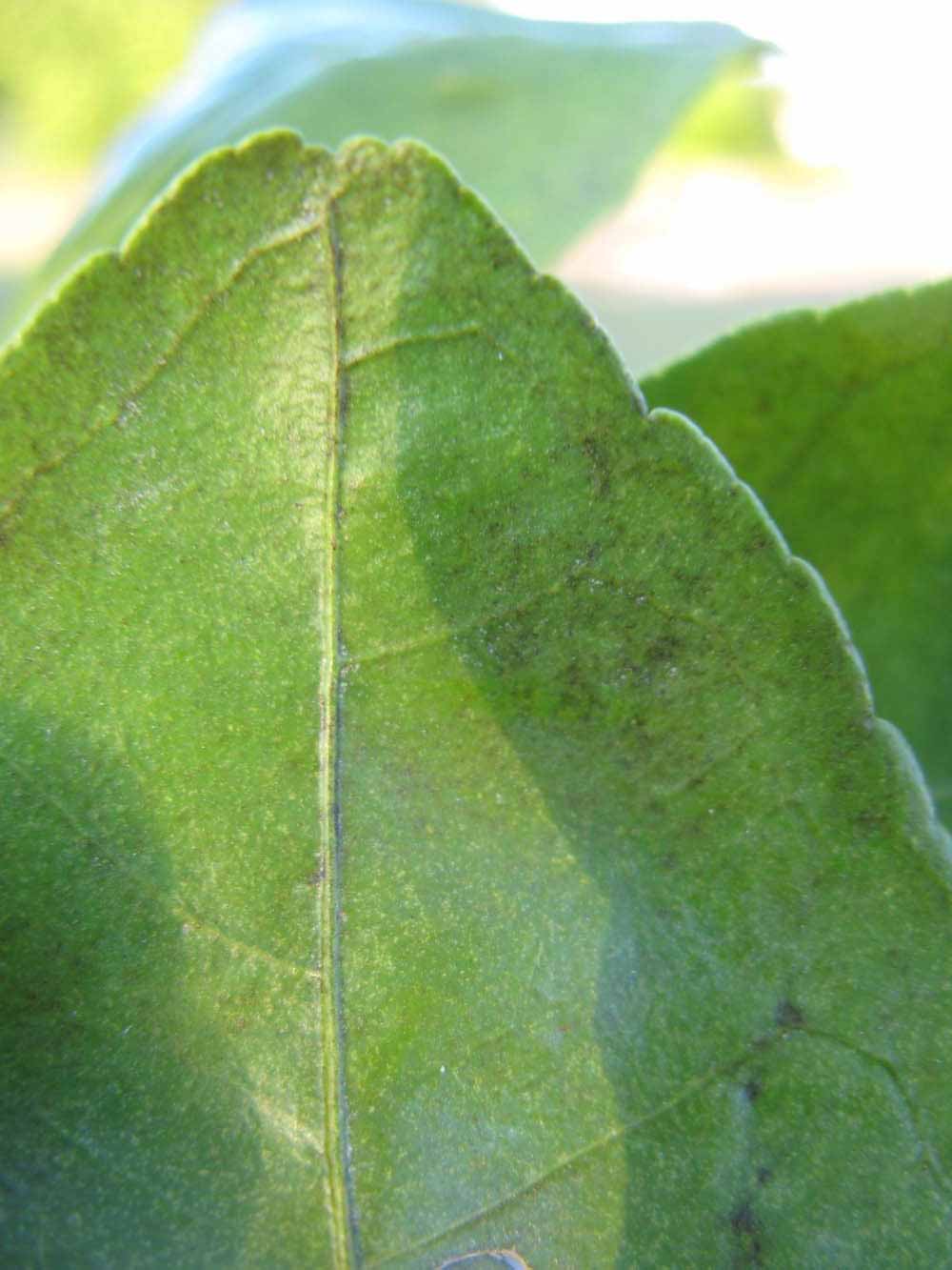              Margin (Winter Haven, FL)       